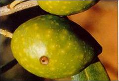 Zeytin sineği'nin ergin çıkış deliği